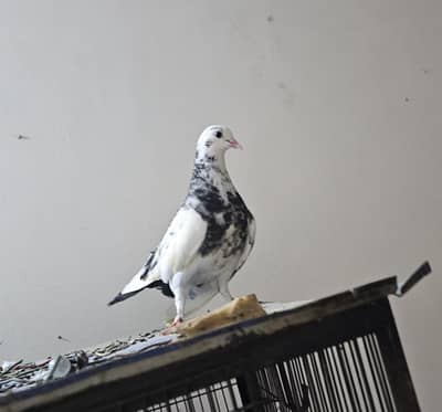 Kabootar Pigeon