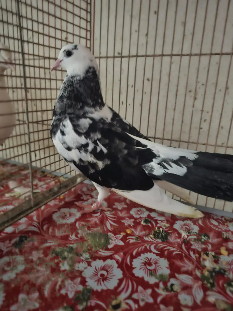 Kabootar Pigeon — photo 2