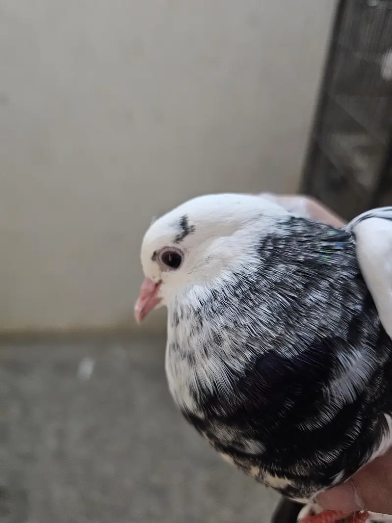 Kabootar Pigeon — photo 3