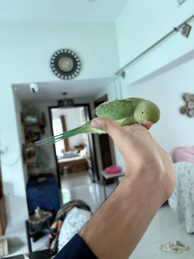 Beautiful parrot
