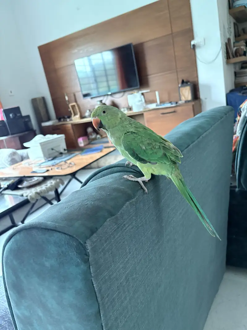 Beautiful parrot — photo 2