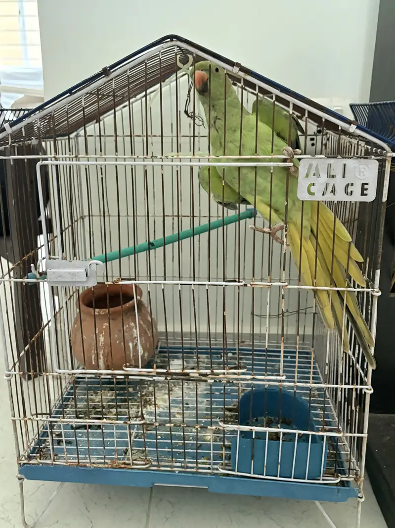 Beautiful parrot — photo 3