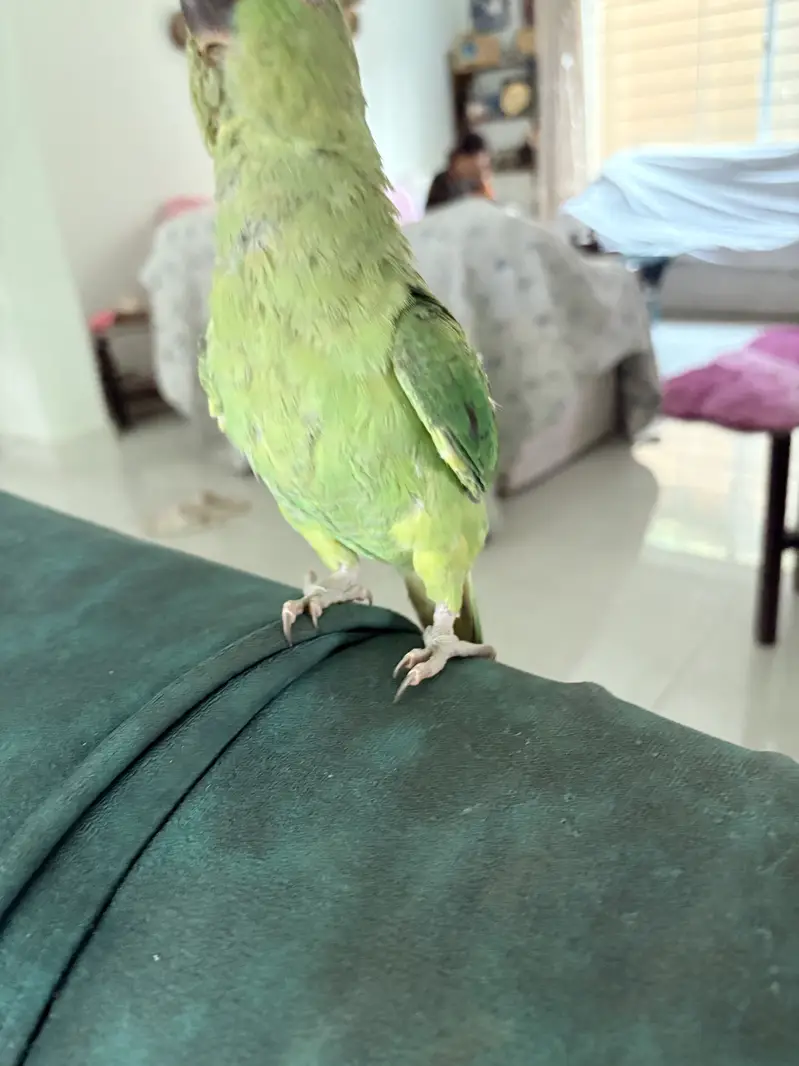 Beautiful parrot — photo 4