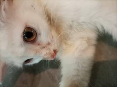 beautiful doll face kittens