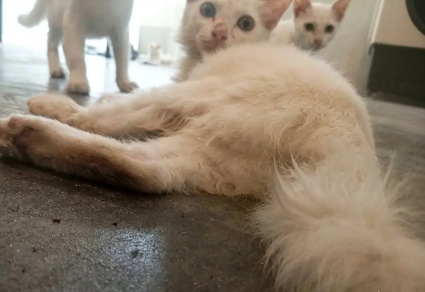 beautiful doll face kittens — photo 2