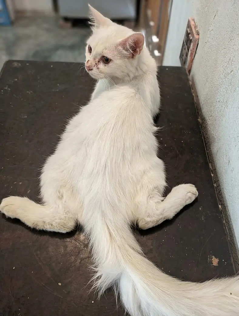 beautiful doll face kittens — photo 3