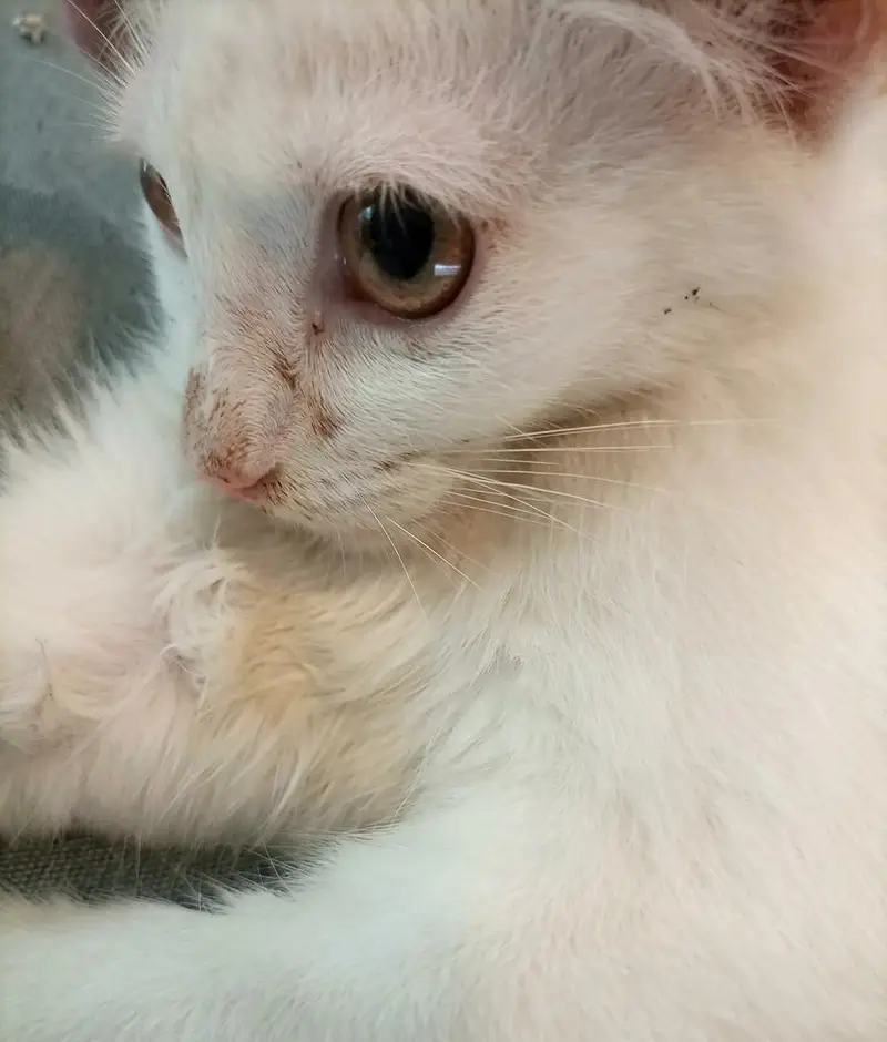 beautiful doll face kittens — photo 4
