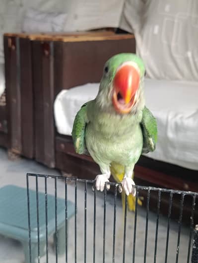 Rare Hand-Tamed & Fly-Trained Parrot Pair