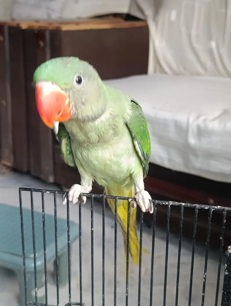 Rare Hand-Tamed & Fly-Trained Parrot Pair — photo 2