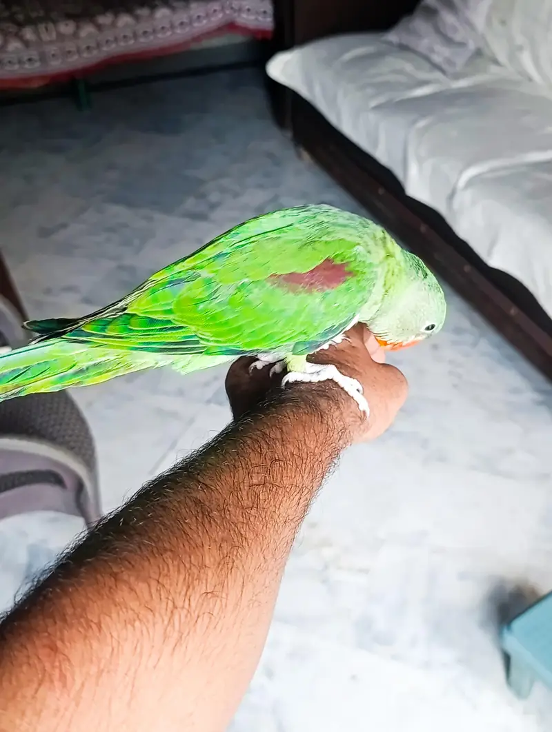 Rare Hand-Tamed & Fly-Trained Parrot Pair — photo 3