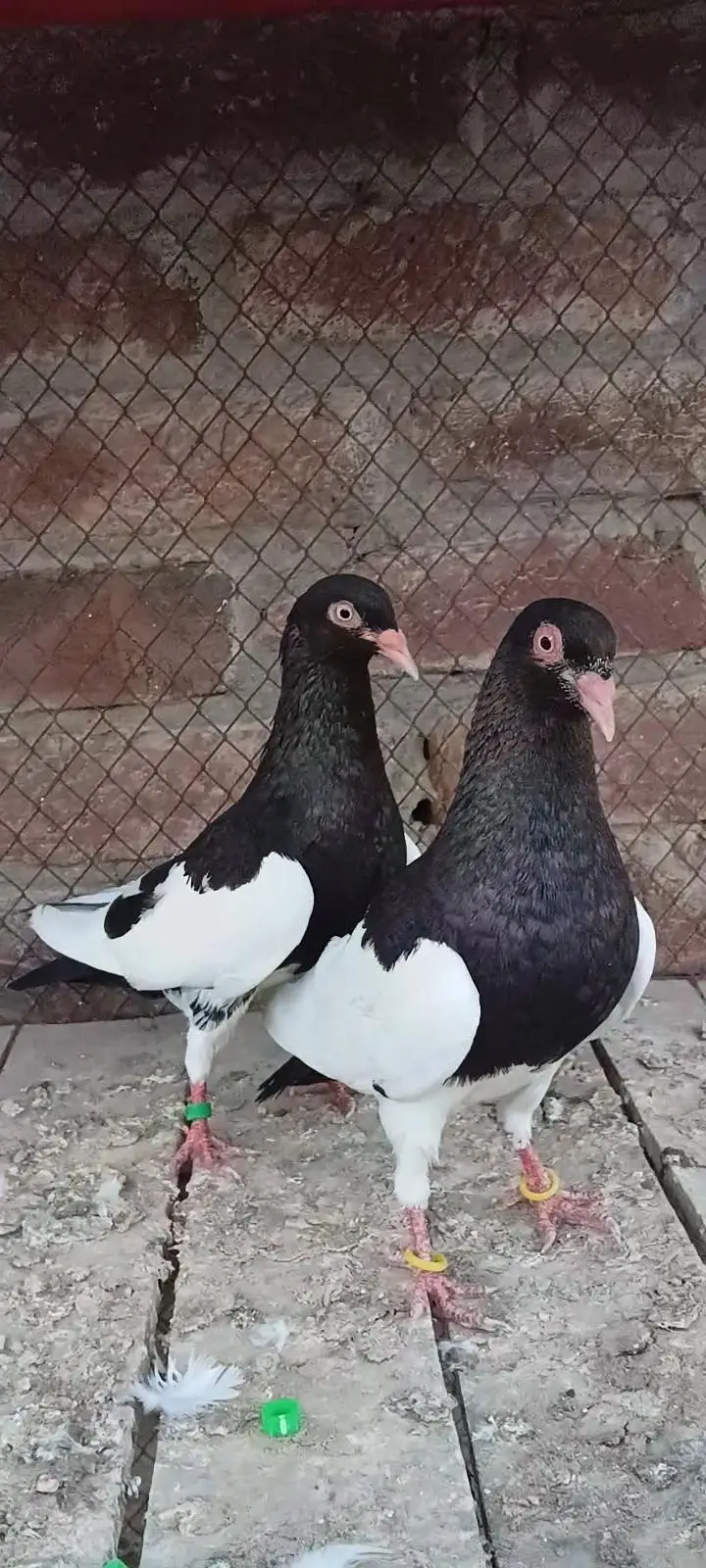 top quality birds