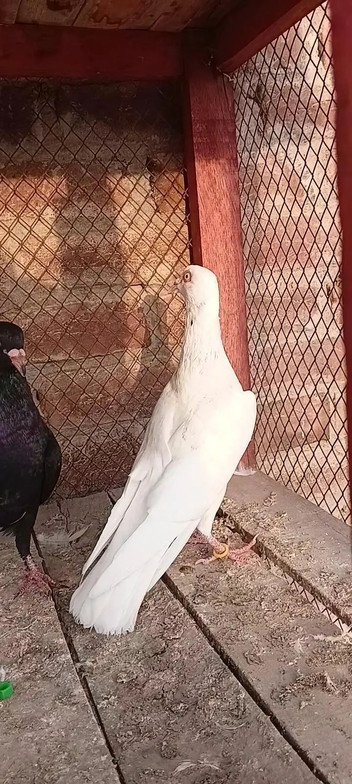 top quality birds — photo 2