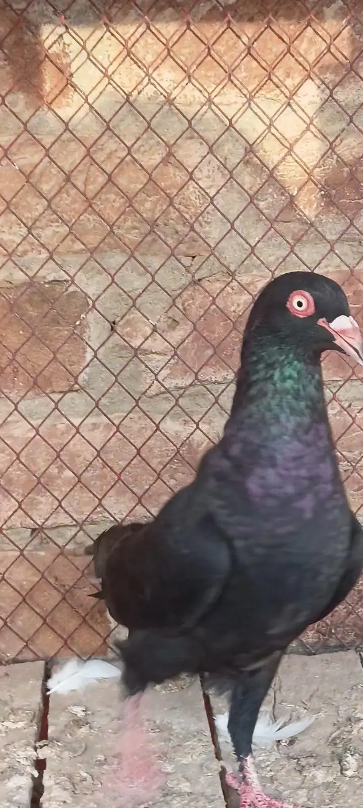 top quality birds — photo 3