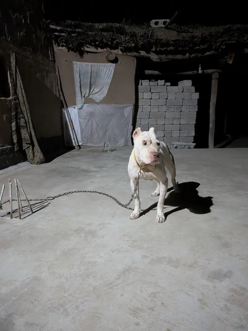 dogs dogs — photo 3