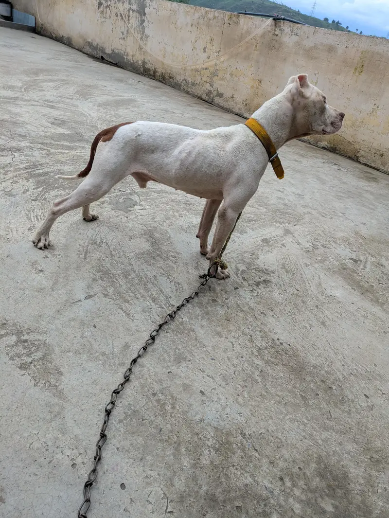 dogs dogs — photo 4
