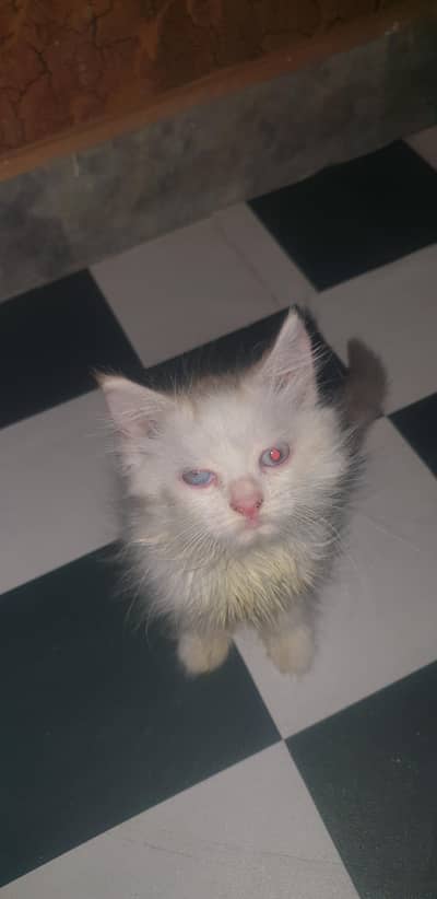 2 female persian cats