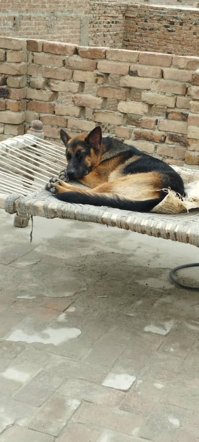10 Months Male German Shepherd – Vaccinated Description: