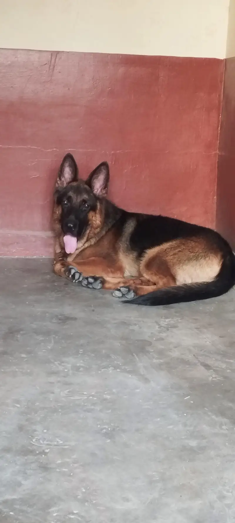 10 Months Male German Shepherd – Vaccinated Description: — photo 2