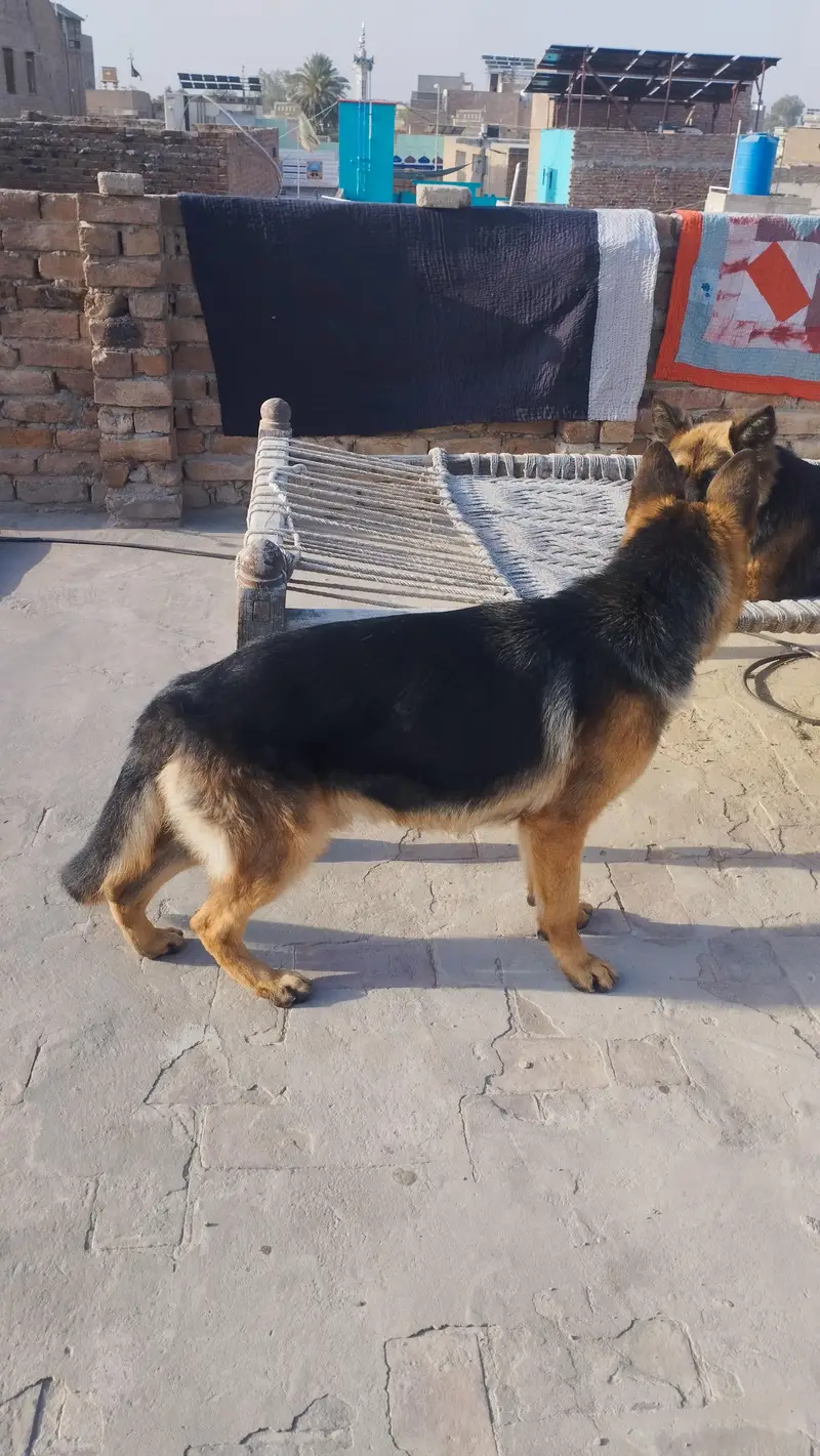 10 Months Male German Shepherd – Vaccinated Description: — photo 4