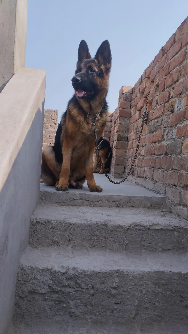 10 Months Male German Shepherd – Vaccinated Description: — photo 5