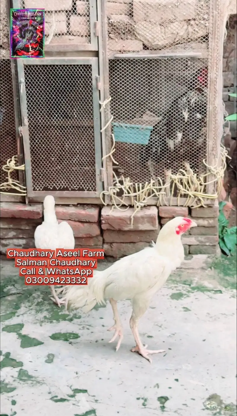 100 Percent Paper White Heera Bloodline Pair Available Now. — photo 3