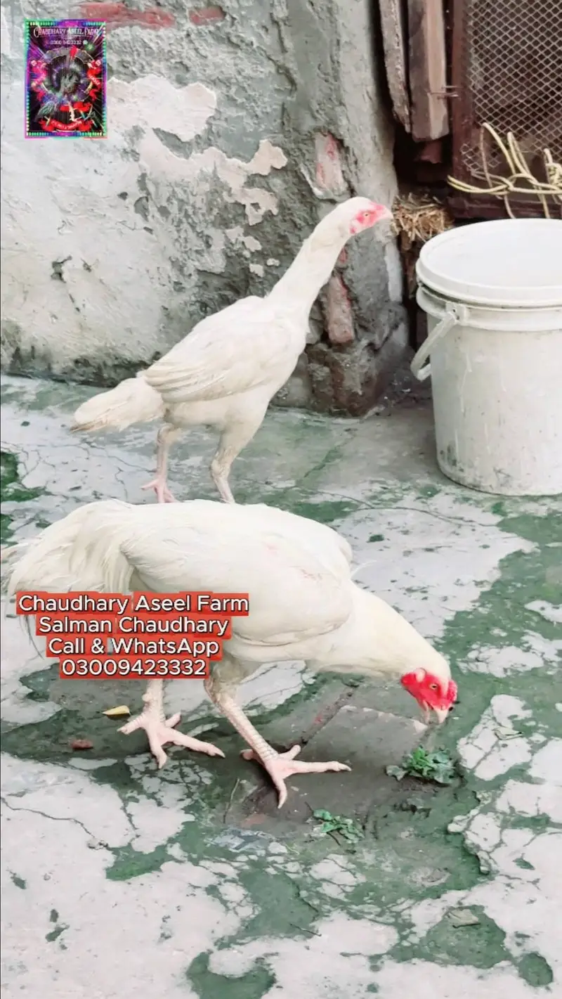 100 Percent Paper White Heera Bloodline Pair Available Now. — photo 7