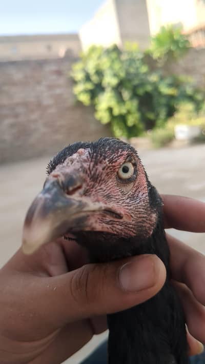 Aseeel pathi / Aseel hen