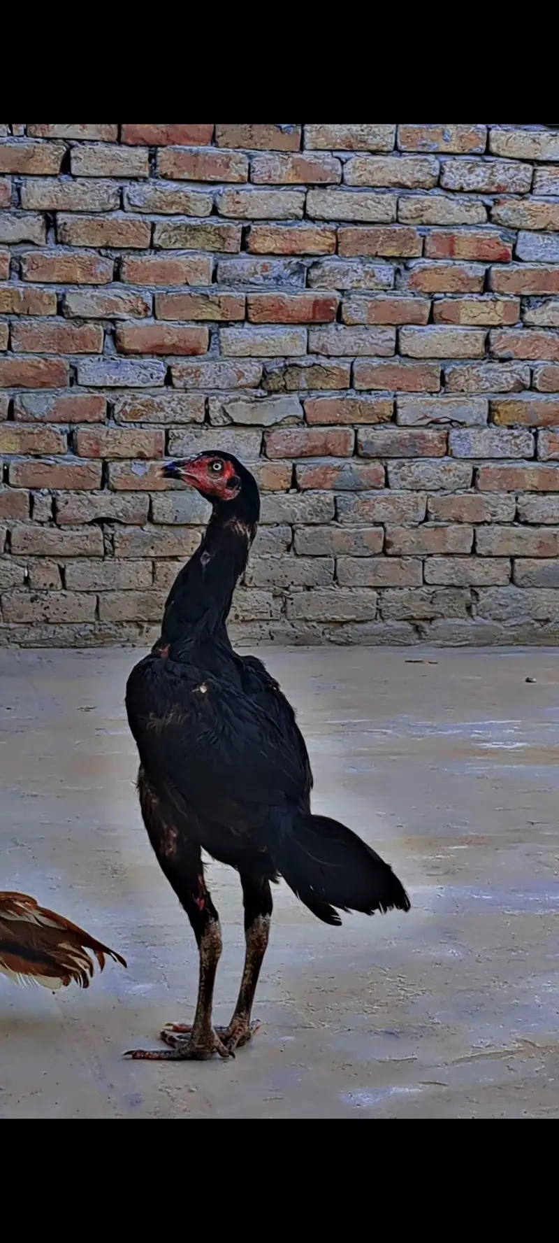 Aseeel pathi / Aseel hen — photo 4
