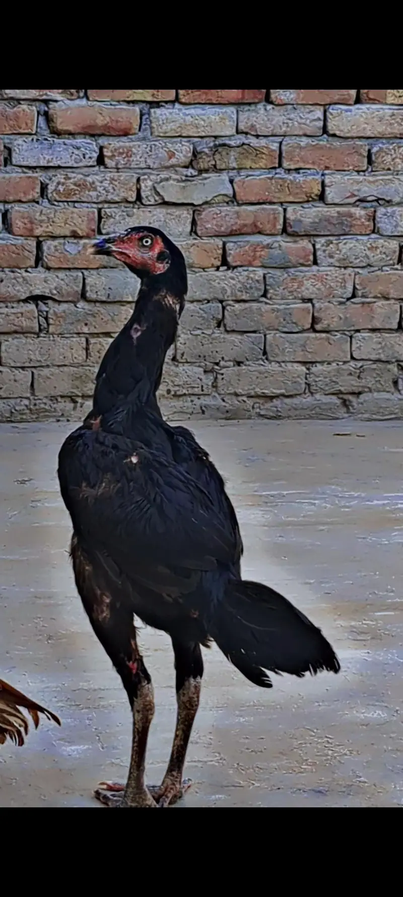 Aseeel pathi / Aseel hen — photo 5