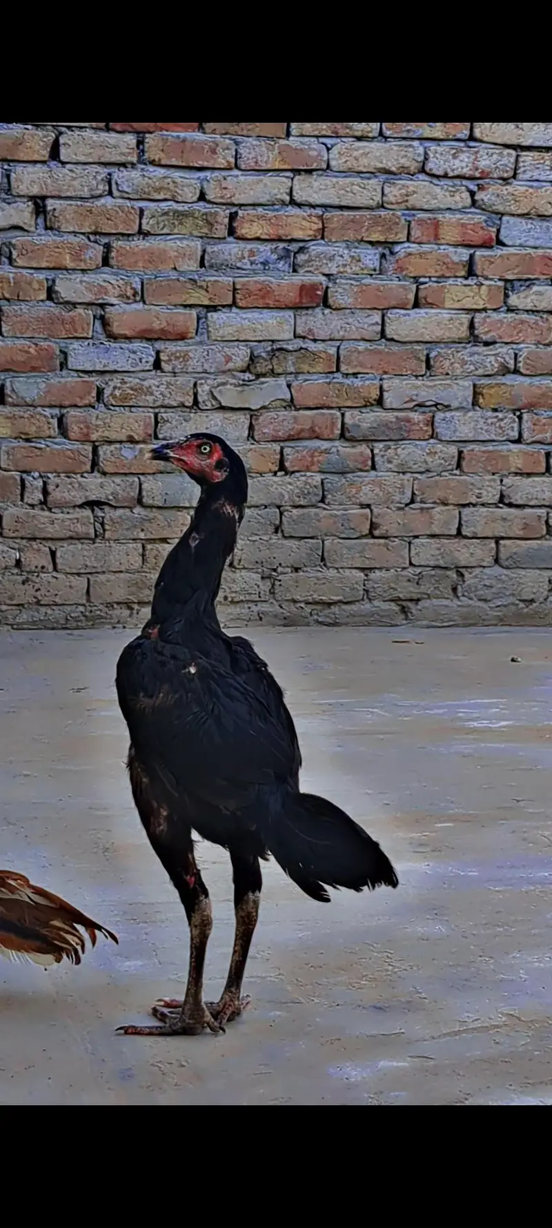 Aseeel pathi / Aseel hen — photo 6