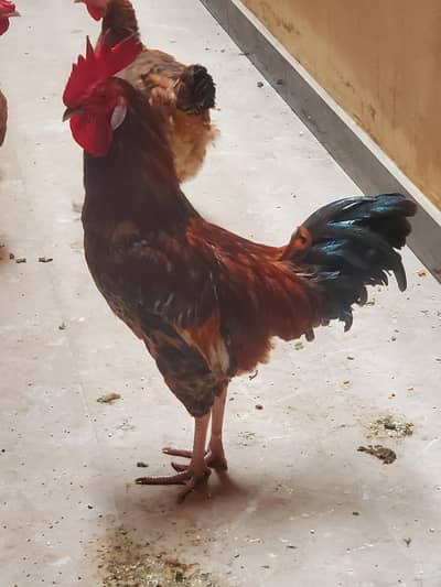 for sale