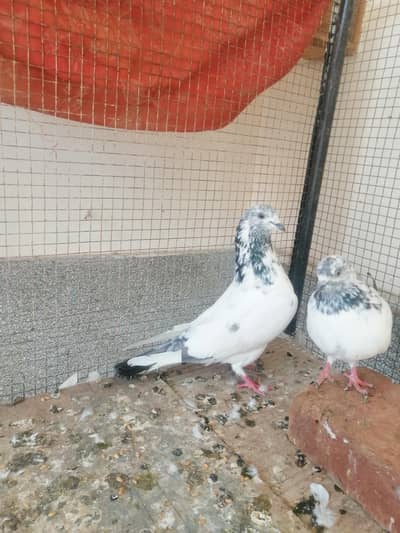 Pigeon