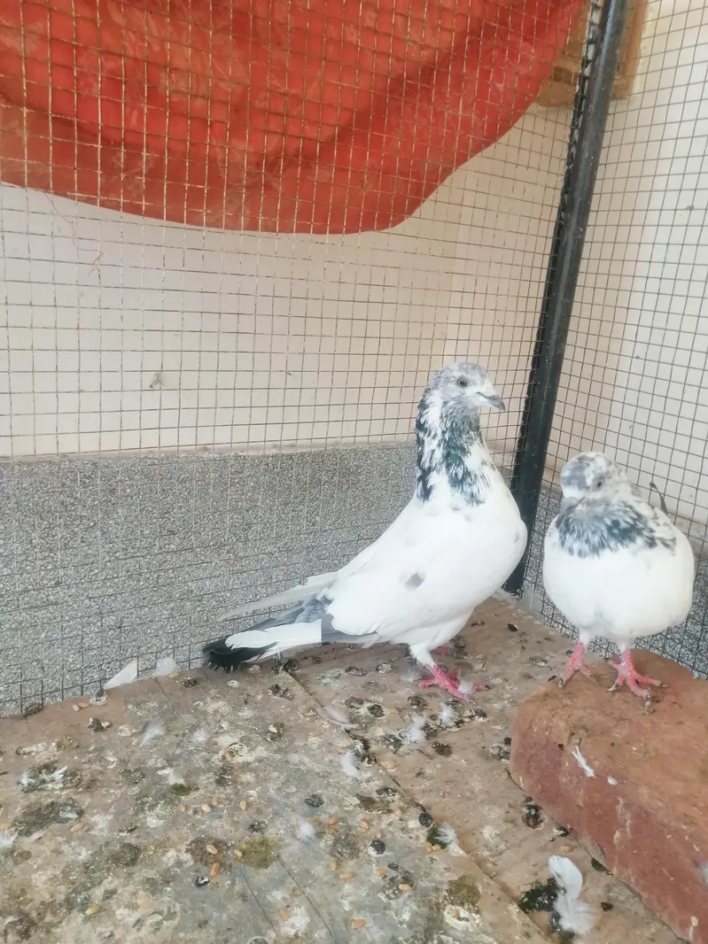 Pigeon