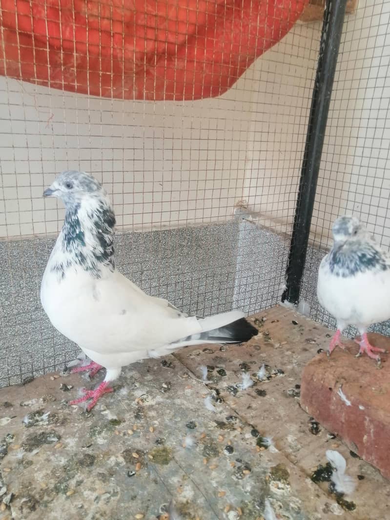 Pigeon 1
