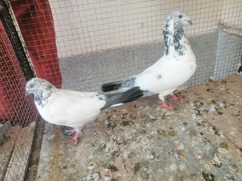 Pigeon 2