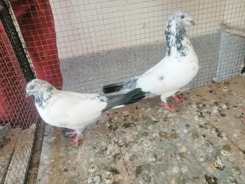 Pigeon — photo 3