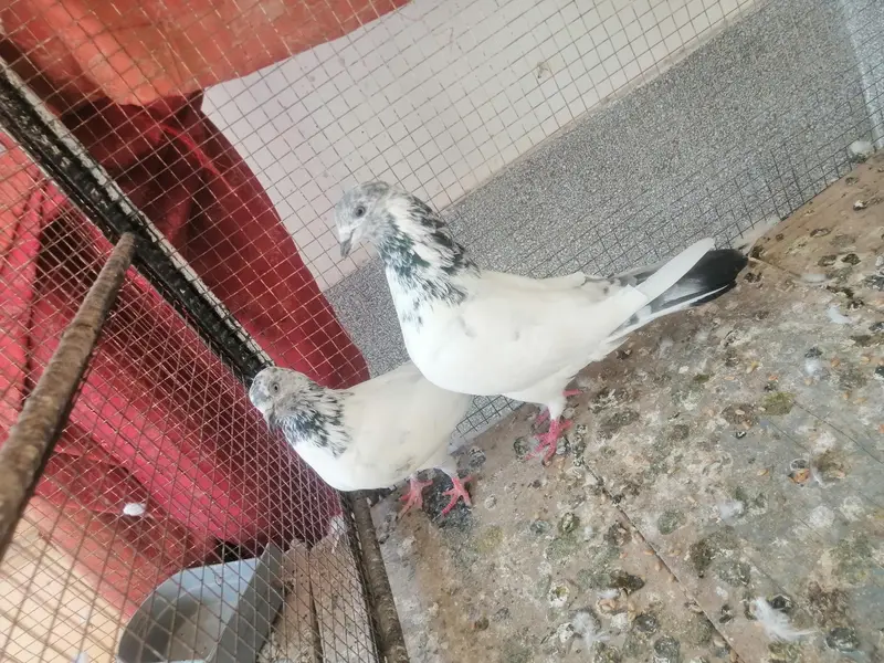 Pigeon — photo 4