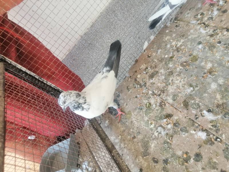 Pigeon 4