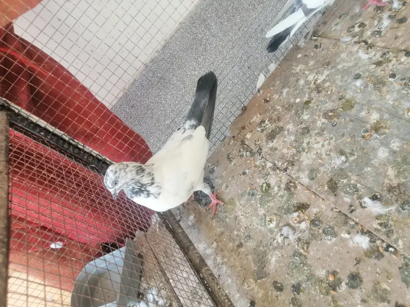 Pigeon — photo 5