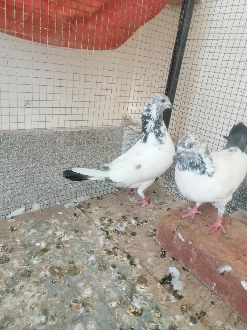 Pigeon — photo 6