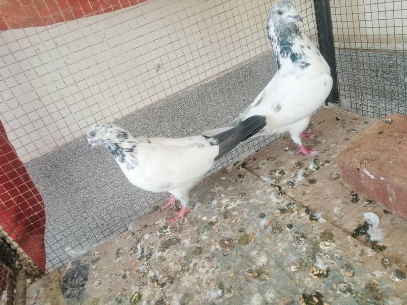 Pigeon 6