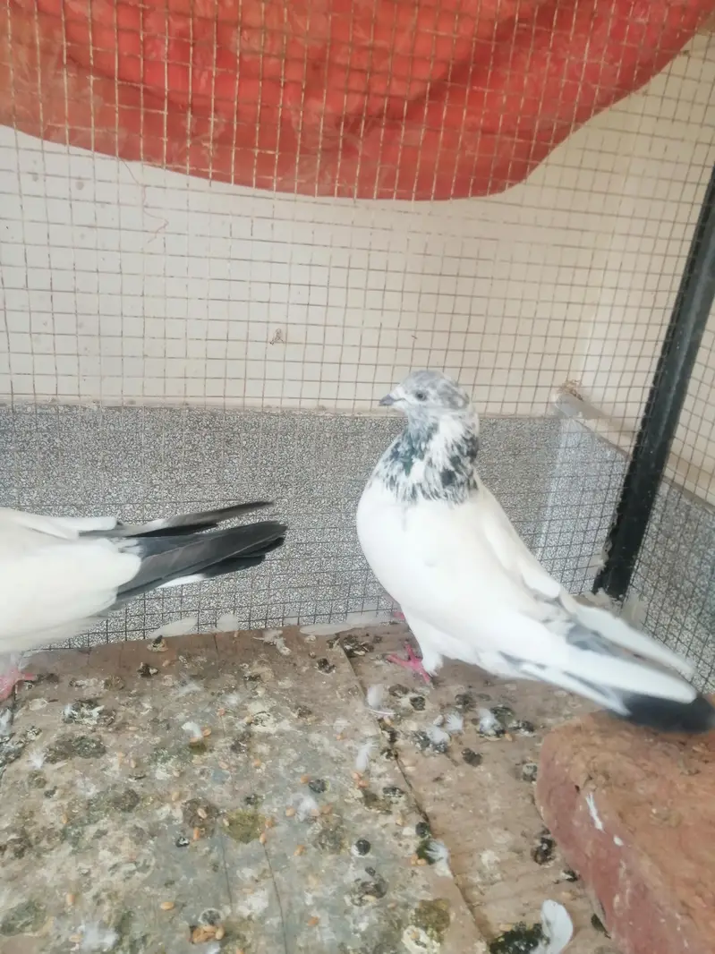 Pigeon — photo 8