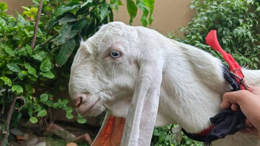 Pure Rajanpuri Goat For Sale