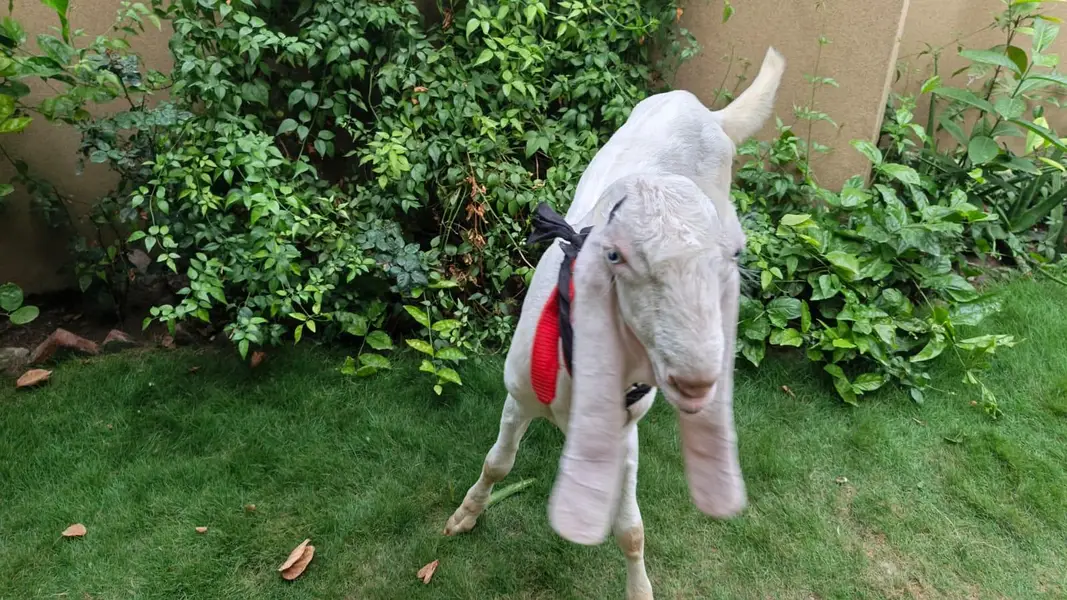 Pure Rajanpuri Goat For Sale — photo 2