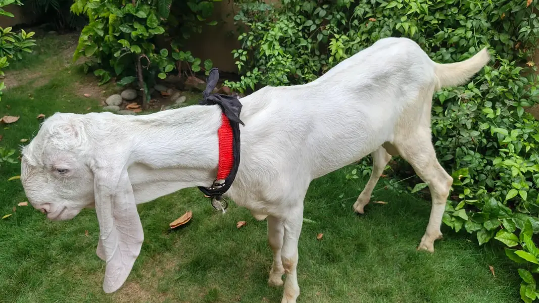Pure Rajanpuri Goat For Sale — photo 3