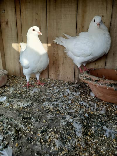 king pair breeder