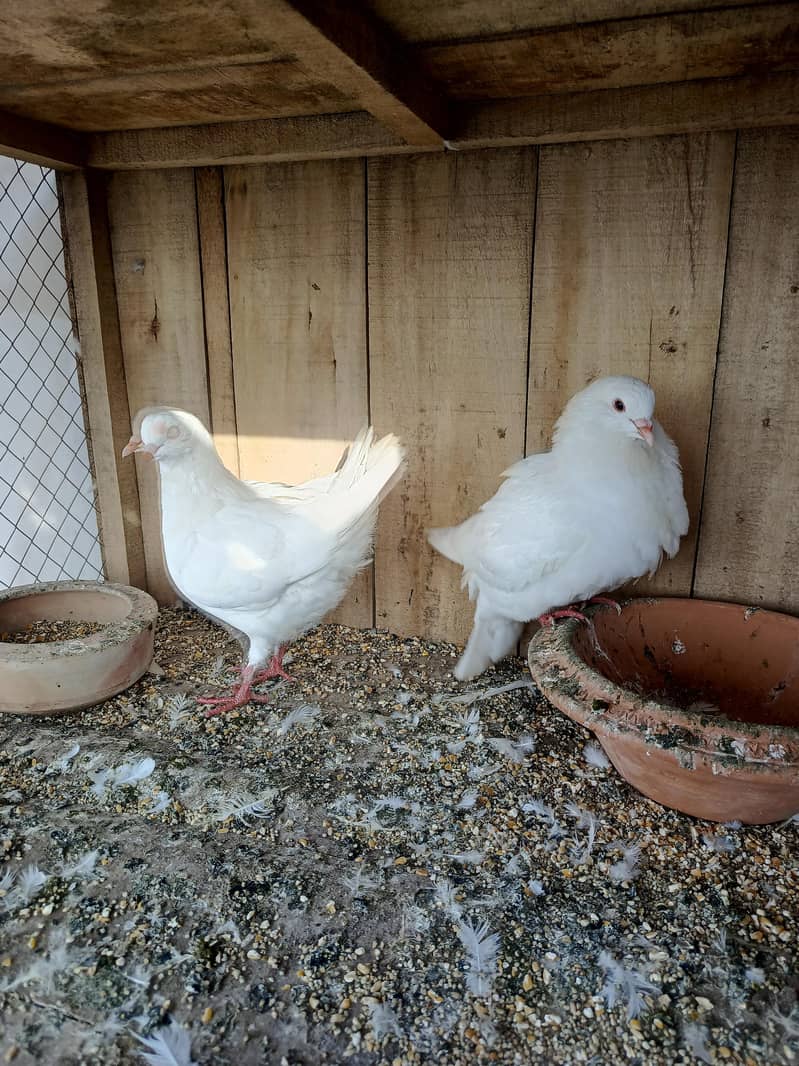 king pair breeder 1