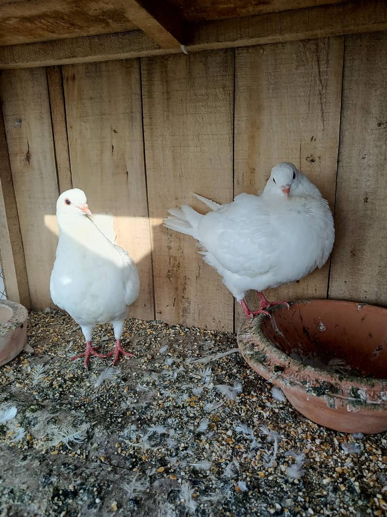 king pair breeder 2