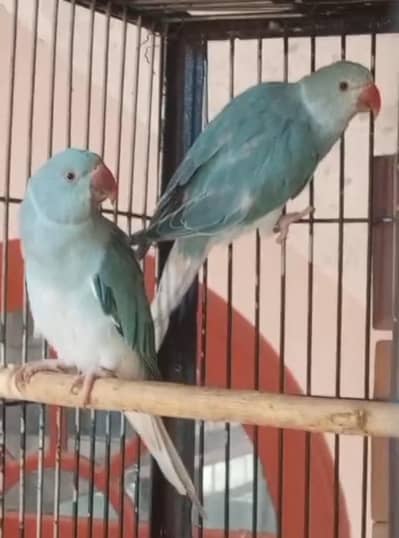 raw, Blue CT pair available 03158979896.