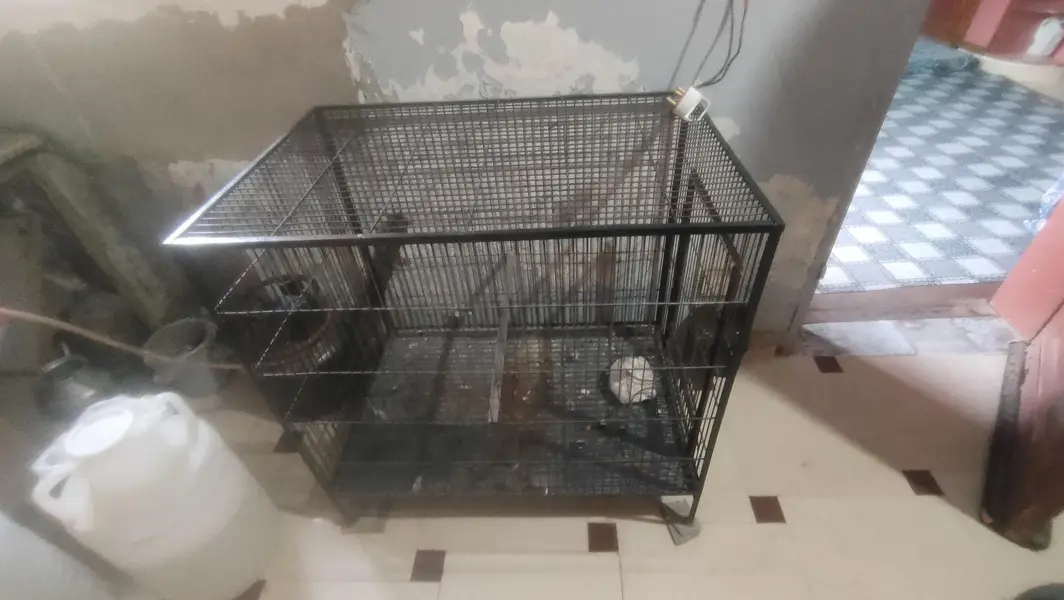birds cage — photo 2